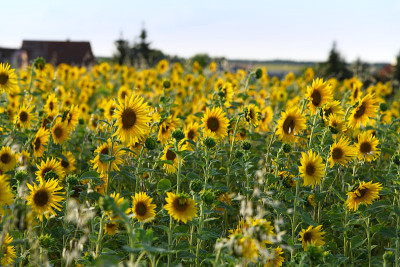 Sonnenblumenfeld