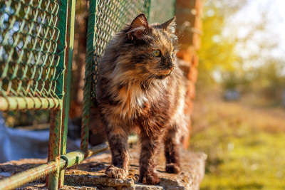 篱笆上的猫