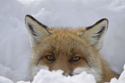 雪地里的红狐狸