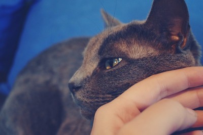 抚摸着一只灰色的猫