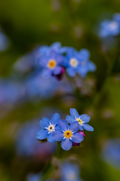 花园里的肌炎花
