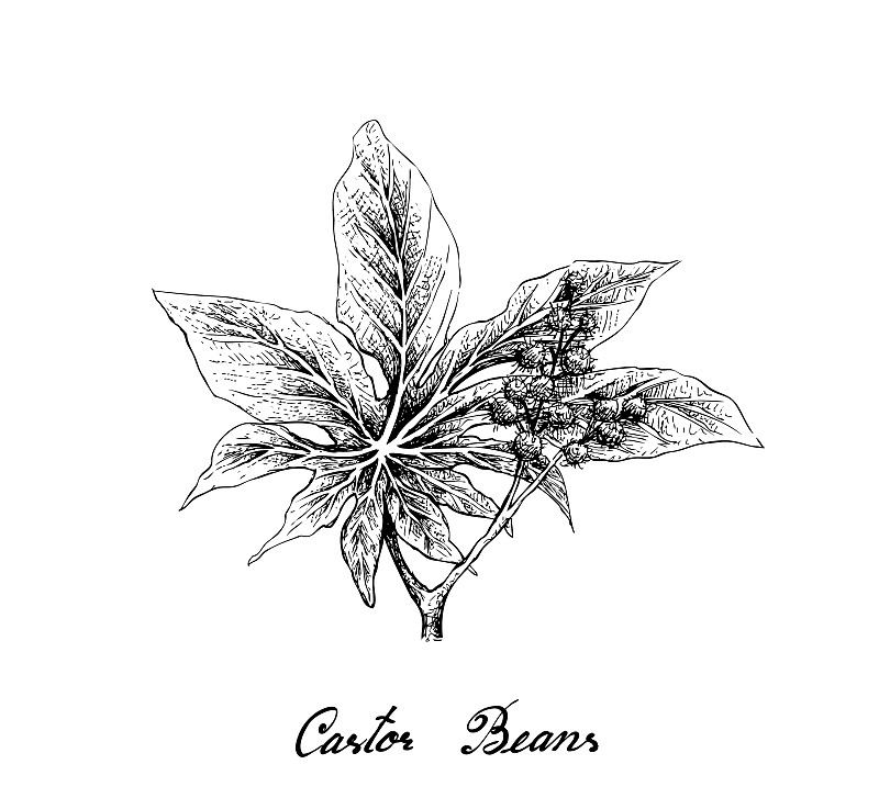 Hand Drawn of Castor Beans on White Background