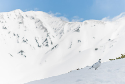 Ptarmigan bird