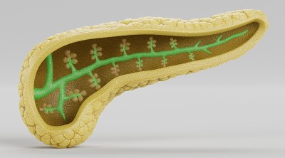 胰腺的现实3D渲染
