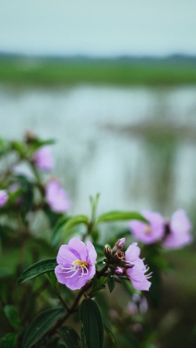 紫色的花