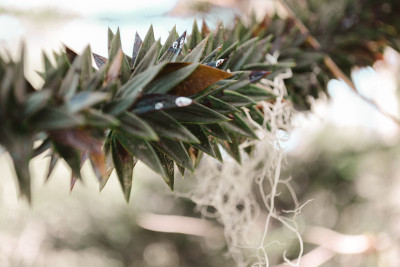 智利Araucaria
