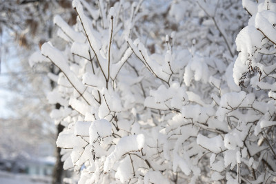 森林中被大雪覆盖的树枝和模糊的背景