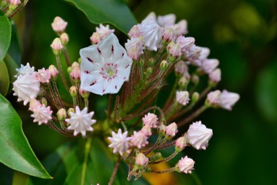 Kalmia latifolia