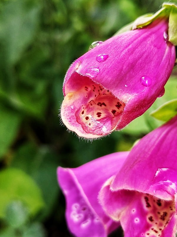 毛地黄(洋地黄)花。