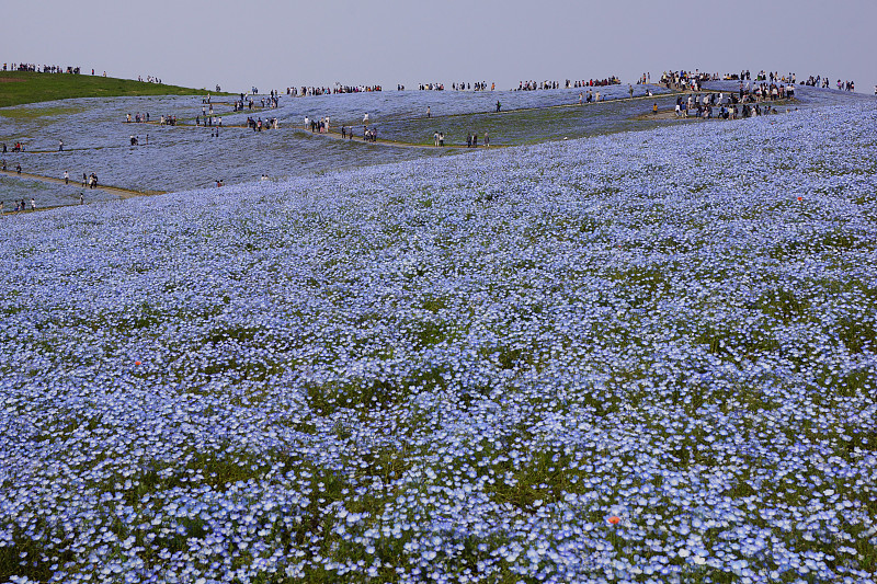 尼莫菲拉