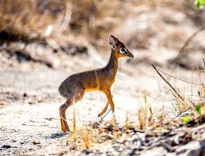 Dikdik，最小的非洲羚羊，在平原上迁徙