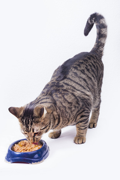 猫在吃饭