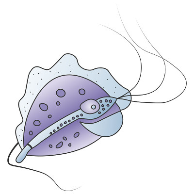 白色背景下分离的紫色毛滴虫原生动物微生物