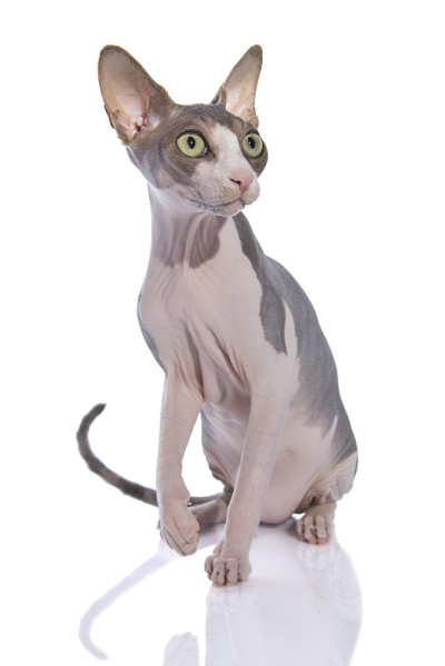 斯芬克斯的猫向旁边看