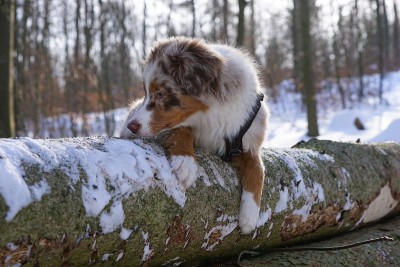 狗狗小狗冬天的雪