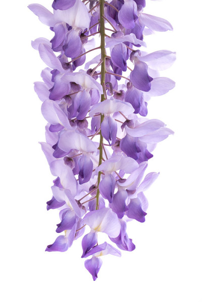 紫藤花
