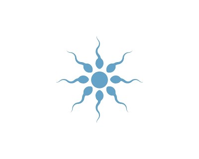精子向量