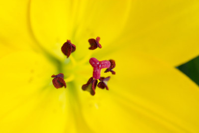 百合花部分-雄蕊-特写