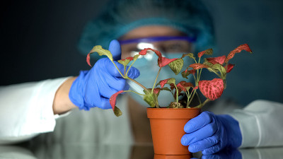 生物技术专家在盆栽中注射试验液体与植物，毒素影响研究