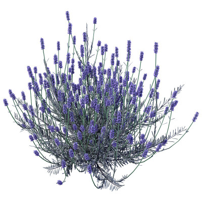 3D插图薰衣草花在白色