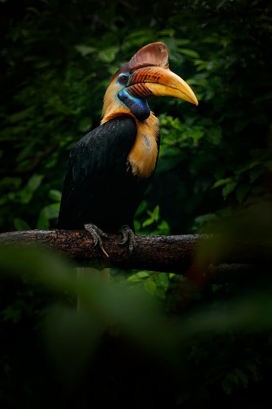 knob Hornbill, Rhyticeros cassidix，来自苏拉威西岛，印度尼西亚。珍