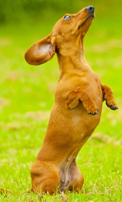 迷你腊肠犬训练