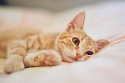 无聊的小猫