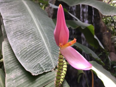 粉红色的香蕉芽