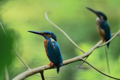 一对普通翠鸟或欧亚翠鸟(alcedo atthis)的繁殖羽毛，在印度西孟加拉邦加尔各答的奇塔莫尼卡