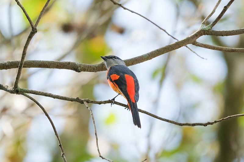 Grey-chinned Minivet