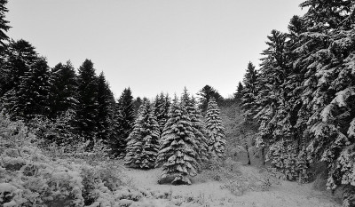 雪白的森林