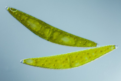 显微生物体，绿藻，梭菌科，梭菌纲。