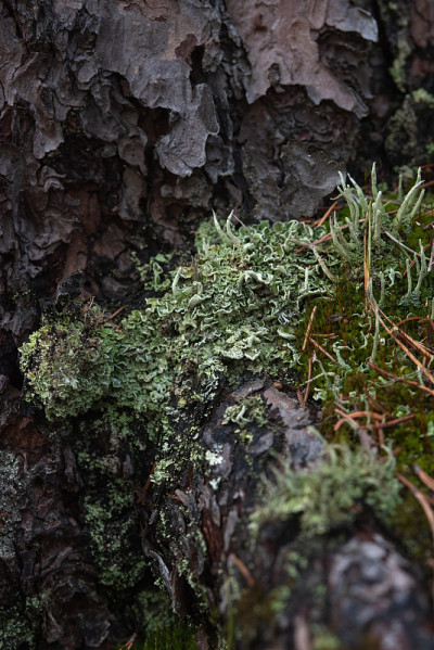 Macrophotography. Moss and lichen.