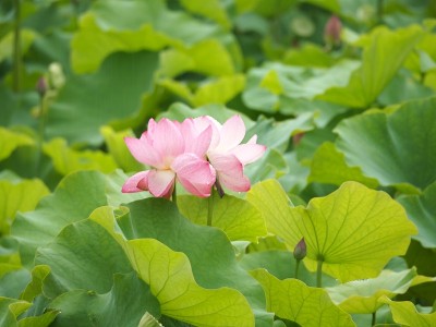 莲花