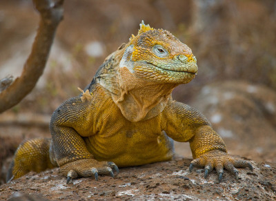 The land iguana sitting on the rocks.