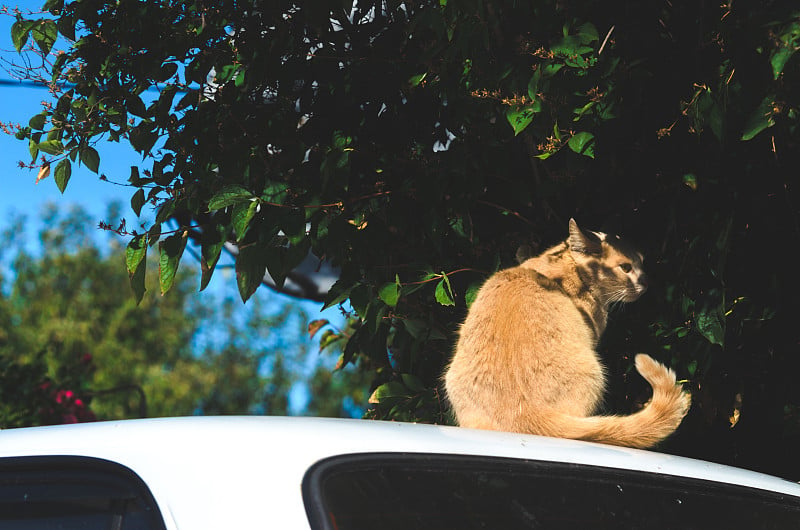 红猫爬上了村子里的一辆白色汽车