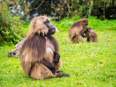 埃塞俄比亚塞米恩山脉的 Gelada (Theropithecus gelada) 猴子