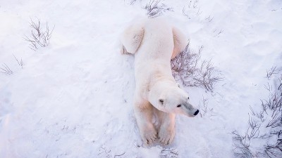 在加拿大丘吉尔，一只雄性北极熊(Ursus maritimus)正在雪上休息。