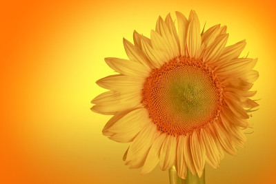 花。