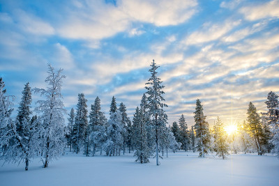 夕阳下的白雪皑皑的景色，冬天里在芬兰拉普兰的萨利色尔卡冰冻的树木