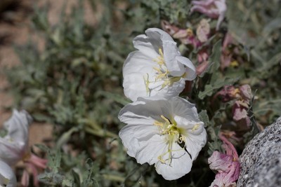 Oenothera california - yucca valley - 042420 c