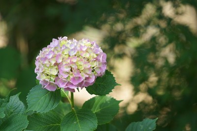 花在镰仓