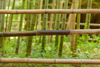 竹篱
