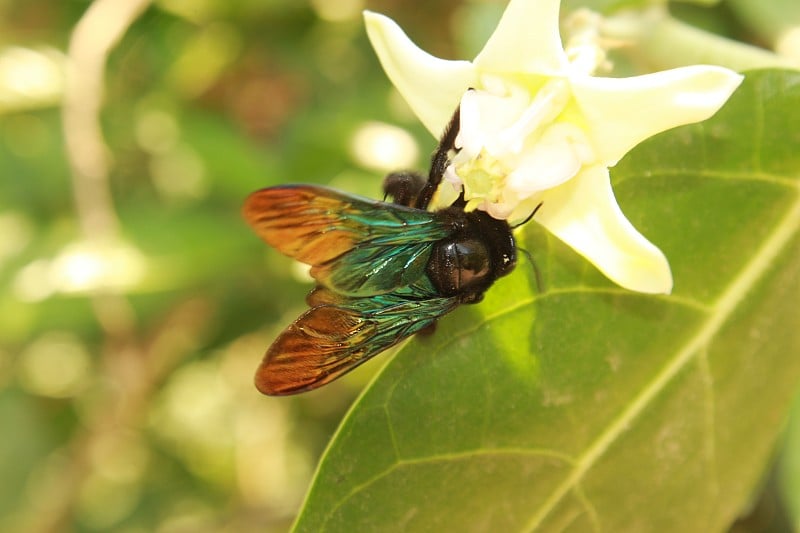 紫蜂(Xylocopa violacea)。近距离微距镜头。