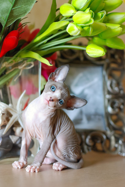 光猫Sphynx