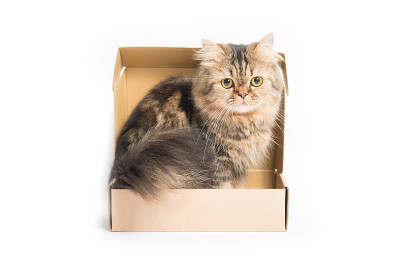 年轻的波斯猫