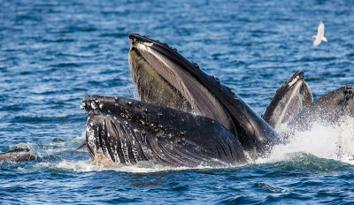 The head and the humpback whale's mouth above the 