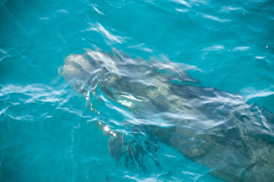 Long-finned Pilot Whales