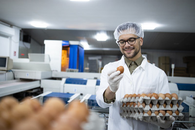 图为食品加工厂的食品技术人员戴着发网和卫生手套，用工业运输和包装机检查鸡蛋的质量。