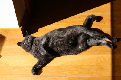 艾莉亚，黄眼睛的查特鲁猫